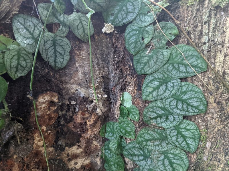 Monstera dubia, photographed by Zoltán Stekkelpak