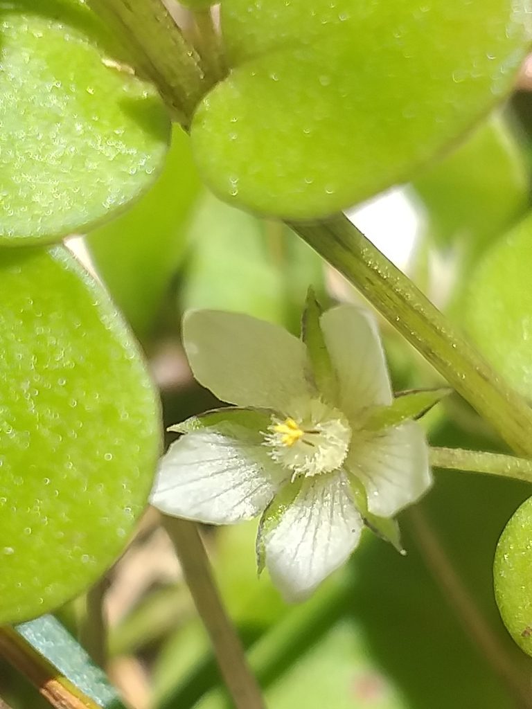 Lysimachia huttonii, photographed by kevin koen