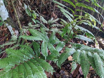 Adiantum pulverulentum