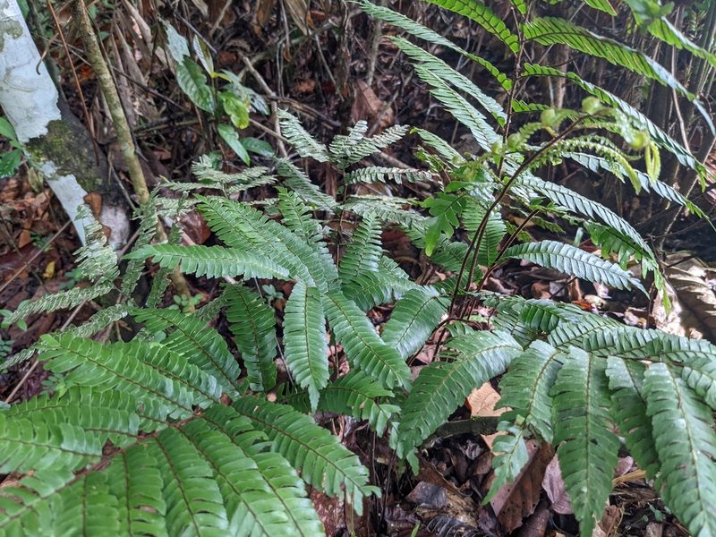 Adiantum pulverulentum, photographed by Zoltán Stekkelpak