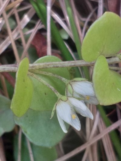 Lysimachia huttonii, photographed by kevin koen