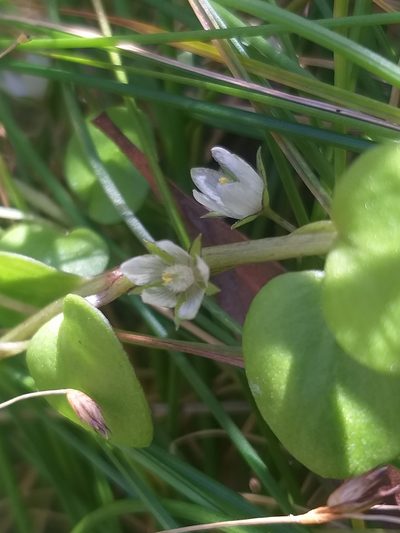 Lysimachia huttonii, photographed by kevin koen