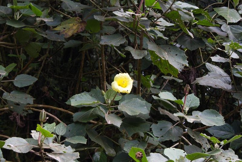 Wercklea lutea, photographed by Jake Rehage