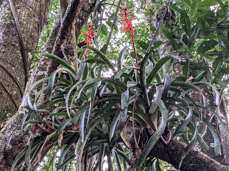 Aechmea chantinii, photographed by Zoltán Stekkelpak