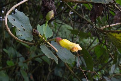 Wercklea lutea, photographed by Jake Rehage