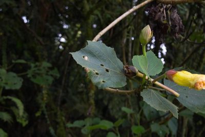 Wercklea lutea, photographed by Jake Rehage