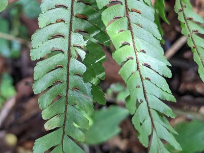 Adiantum pulverulentum, photographed by Zoltán Stekkelpak
