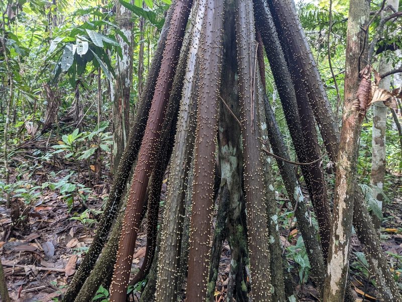 Socratea exorrhiza, photographed by Zoltán Stekkelpak