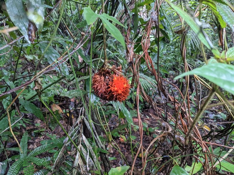 Gurania rhizantha, photographed by Zoltán Stekkelpak