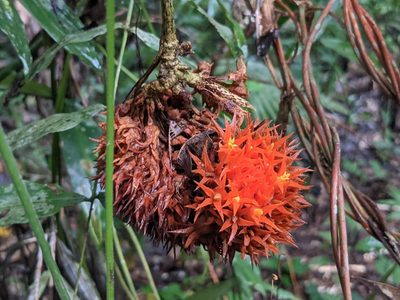 Gurania rhizantha, photographed by Zoltán Stekkelpak