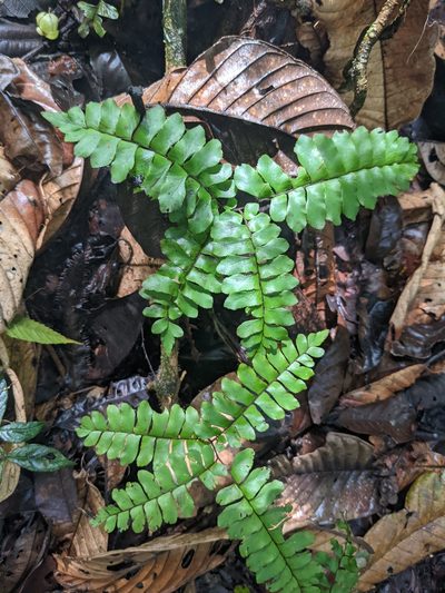 Adiantum humile, photographed by Zoltán Stekkelpak