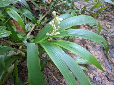 Xiphidium caeruleum, photographed by Zoltán Stekkelpak