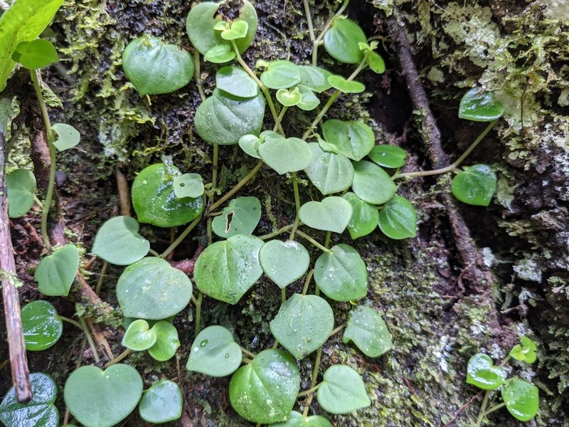 Peperomia serpens, photographed by Zoltán Stekkelpak