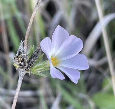 Leptosiphon grandiflorus, photographed by Irene