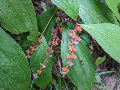 Miconia nervosa, photographed by Zoltán Stekkelpak