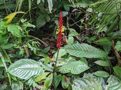 Palicourea subspicata, photographed by Zoltán Stekkelpak