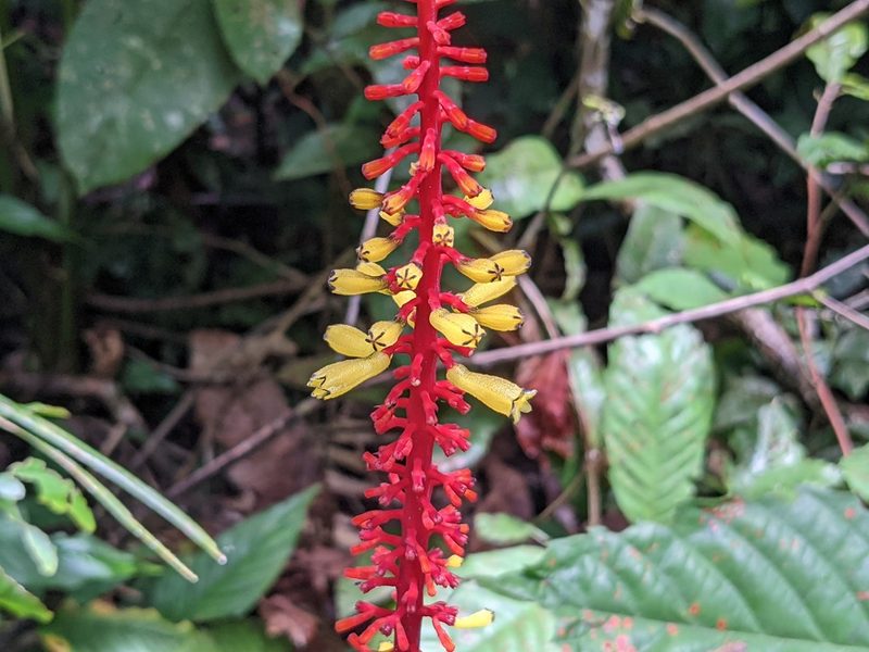 Palicourea subspicata, photographed by Zoltán Stekkelpak