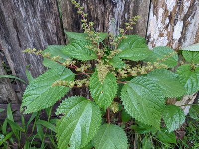Laportea aestuans, photographed by Zoltán Stekkelpak