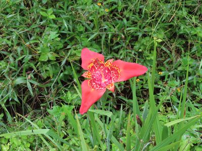 Tigridia pavonia, photographed by Juan C. Espinosa