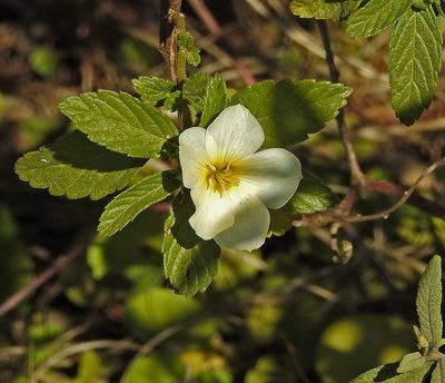 Turnera orientalis, photographed by Hugo Hulsberg