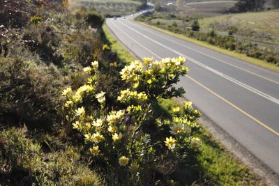 Leucadendron globosum, photographed by Tony Rebelo
