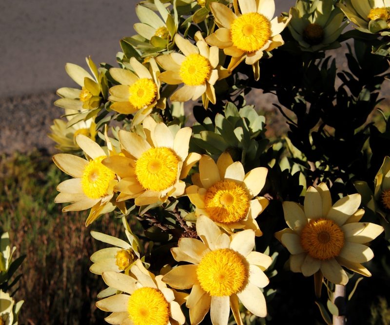 Leucadendron globosum, photographed by Tony Rebelo