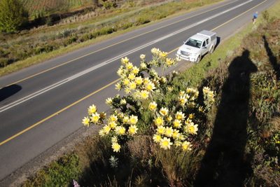 Leucadendron globosum, photographed by Tony Rebelo