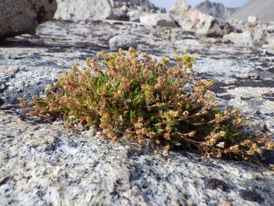 Potentilla nubigena, photographed by Matt Lavin