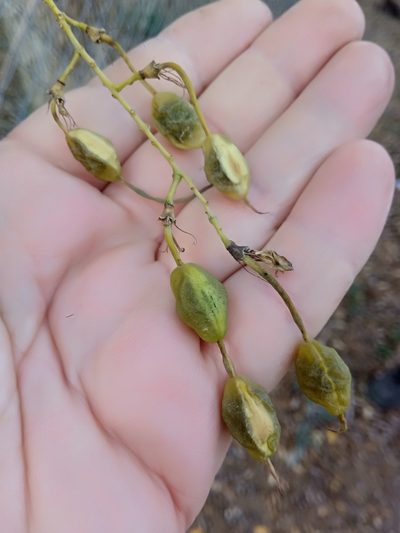 Styphnolobium japonicum, photographed by Karim Haddad