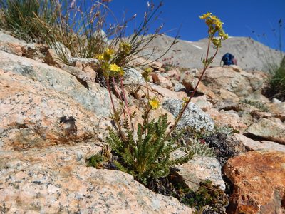 Potentilla nubigena, photographed by Matt Lavin