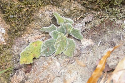 Boea hygroscopica, photographed by Isaiah Findley