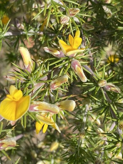 Aspalathus hirta, photographed by Dave U
