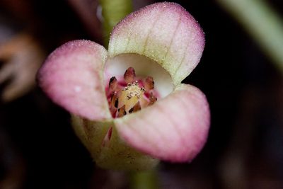Asarum lemmonii, photographed by Ken-ichi Ueda
