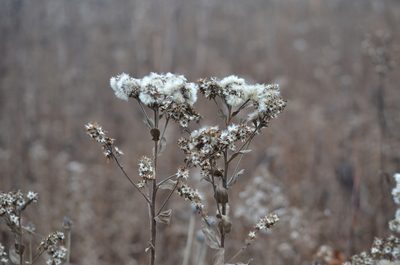 Solidago rigida, photographed by Jessica Williams