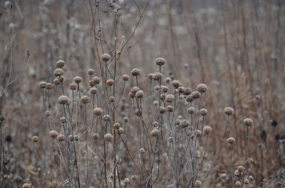 Monarda fistulosa, photographed by Jessica Williams
