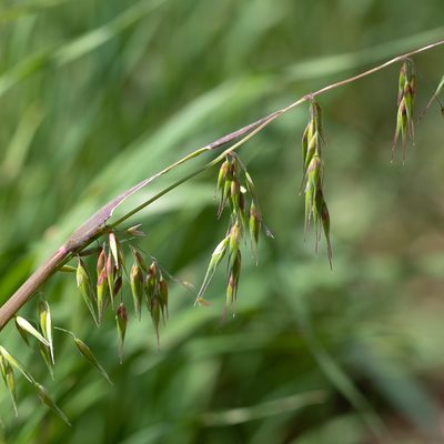 Ehrharta longiflora, photographed by Kym Nicolson