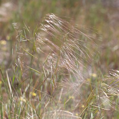 Austrostipa nodosa, photographed by Kym Nicolson