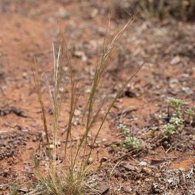 Austrostipa nitida, photographed by Kym Nicolson