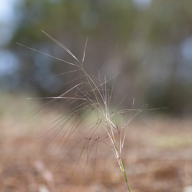 Austrostipa scabra, photographed by Kym Nicolson