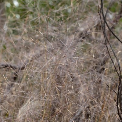 Austrostipa elegantissima, photographed by Kym Nicolson