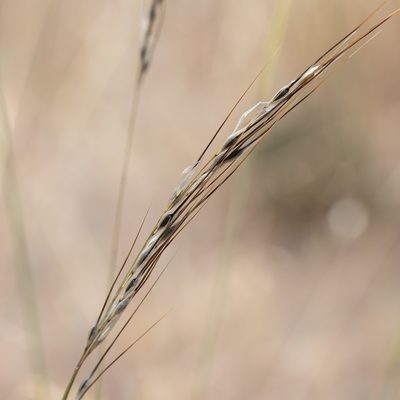Austrostipa setacea, photographed by Kym Nicolson