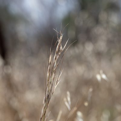 Austrostipa blackii, photographed by Kym Nicolson