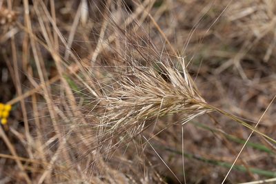 Aristida behriana, photographed by Kym Nicolson