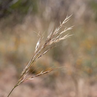 Austrostipa blackii, photographed by Kym Nicolson