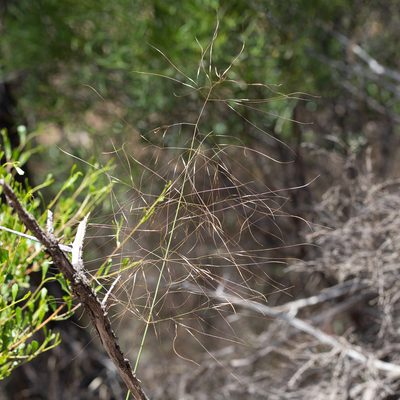 Austrostipa platychaeta, photographed by Kym Nicolson