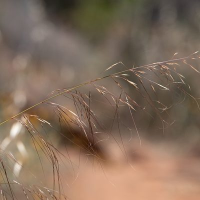 Austrostipa nodosa, photographed by Kym Nicolson