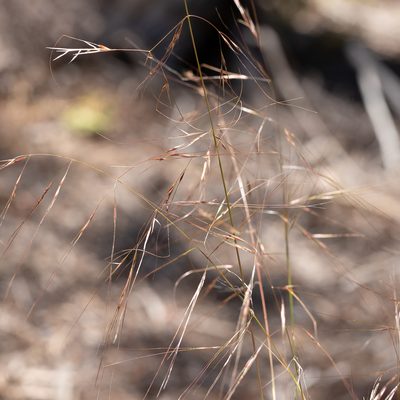 Austrostipa platychaeta, photographed by Kym Nicolson