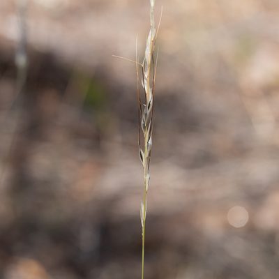 Austrostipa setacea, photographed by Kym Nicolson
