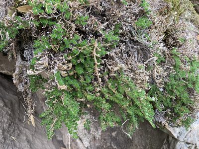 Selaginella hansenii, photographed by Adam J. Searcy
