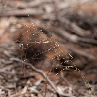 Austrostipa scabra, photographed by Kym Nicolson